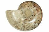 Cut Ammonite Fossil From Madagascar - Crystal Pockets! #207125-6